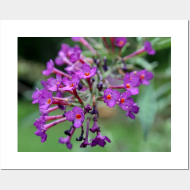 Wildflower Wall Art by Rob Johnson Photography